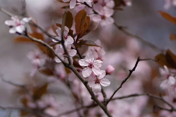Detailní Záběr Růžových Sakura Květů Větvích Stromů Během Jara — Stock fotografie