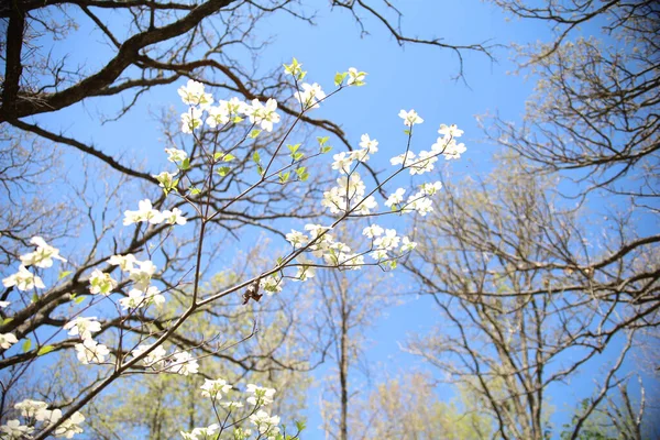 Closeup Blooming Spring Flowers Inoverland Park Arboretum Botanical Gardens Kansas — Stock Photo, Image