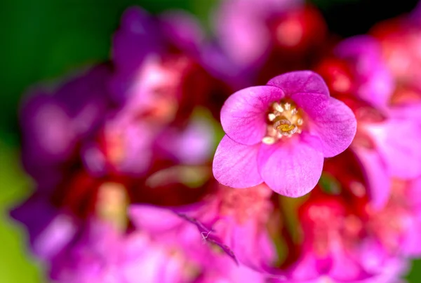 Selective Focus Shot Bergenia Flowers Bloom — Stock Photo, Image