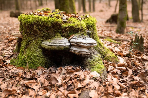 Soppen Mosetrestubben Høstskogen – stockfoto