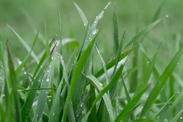 Closeup Green Grass Covered Waterdrops Daylight — Stock Photo, Image