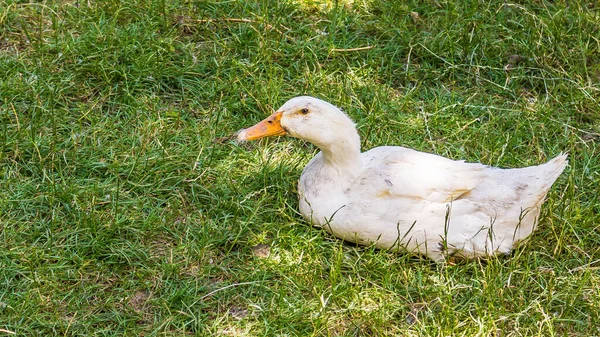 一只可爱的鸭子坐在绿草上的肖像 — 图库照片