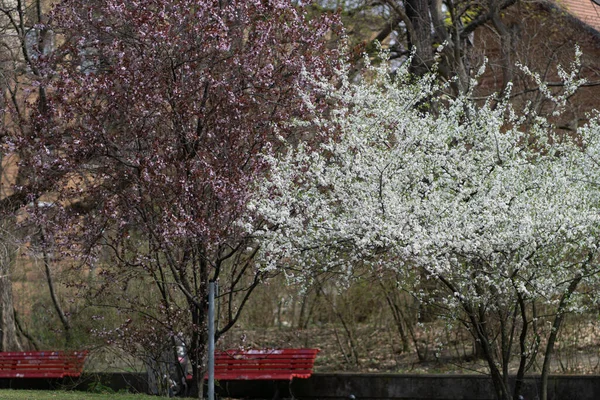 Close Belas Árvores Flor Cerejeira Branca Rosa Durante Dia — Fotografia de Stock