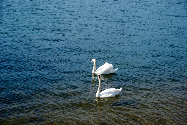 Les Cygnes Nagent Dans Lac Calme Pendant Journée — Photo