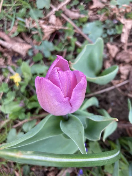 Nahaufnahme Einer Zarten Rosa Tulpe Die Garten Sonnenlicht Blüht — Stockfoto