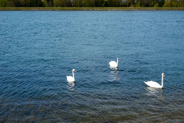 Gruppo Cigni Bianchi Nuotano Lago — Foto Stock