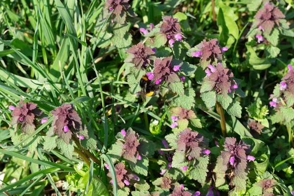 Primer Plano Flores Rojas Ortiga Muerta Rodeadas Hojas Aire Libre —  Fotos de Stock