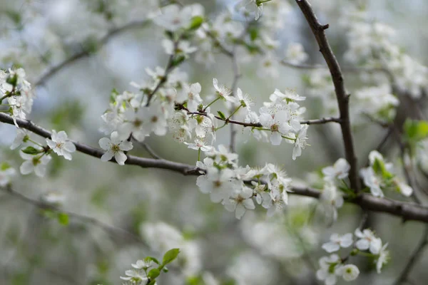 Closeup White Cherry Blossom Buds Outdoors Daylight — Stock Photo, Image