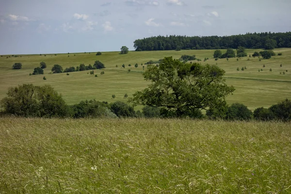 Wiejskie Pole Drzewami Pochmurny Dzień — Zdjęcie stockowe