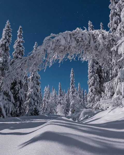 清澈的天空映衬着覆盖着白雪的森林美景 — 图库照片