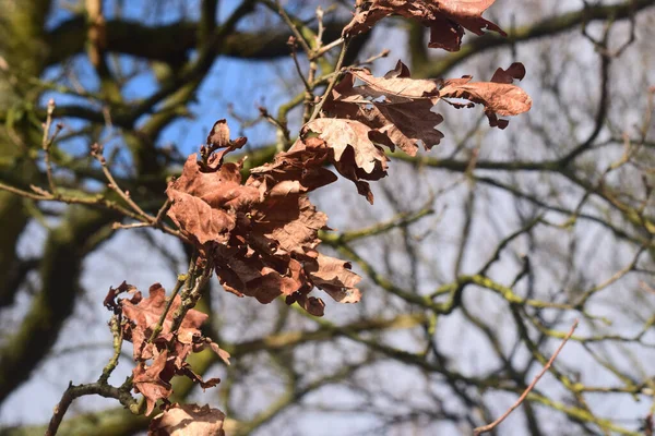 Miękkie Skupienie Suszonych Brązowych Liści Gałęzi Drzewa Jesienią — Zdjęcie stockowe