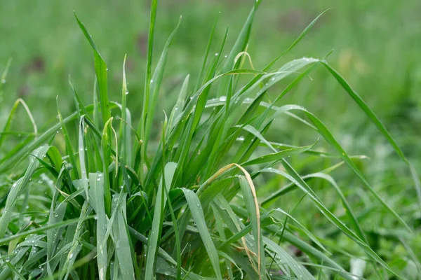 Крупный План Зеленой Травы Открытом Воздухе Дневное Время — стоковое фото