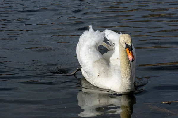 Nahaufnahme Eines Stummen Schwans Der Bei Tageslicht Wasser Schwimmt — Stockfoto