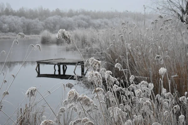 Ein Teich Mit Aussichtsplattform Und Frostigen Pflanzen Der Flussbucht Winter — Stockfoto