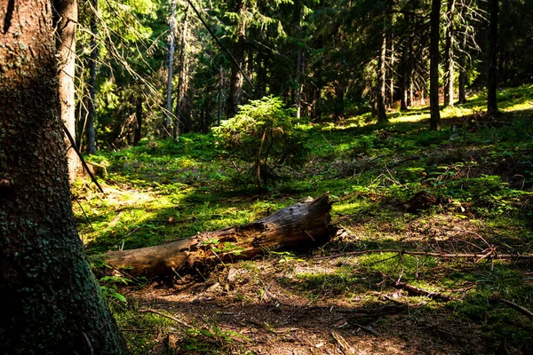 Hermoso Brote Del Bosque Con Luz Del Sol Brillando Través — Foto de Stock