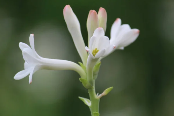 Selective Focus Shot White Flower Tuberose Plant Garden — Stock Photo, Image