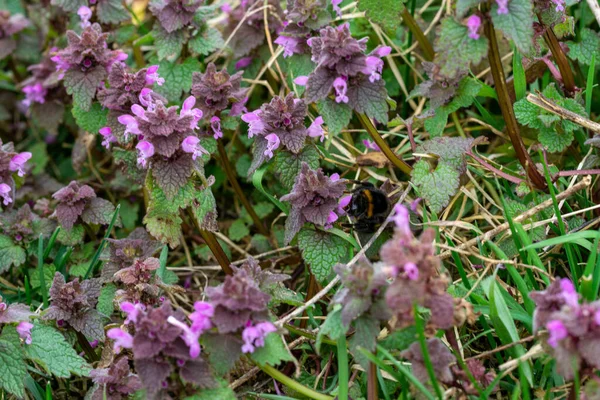 Gros Plan Fleurs Ortie Rouge Entourées Feuilles Extérieur Pendant Lumière — Photo