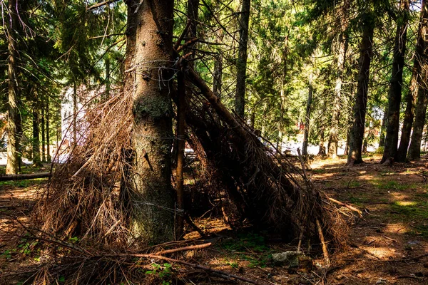 森の中の木の枝から作られたティピのクローズアップ — ストック写真