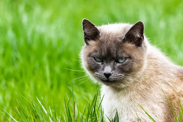 Retrato Gato Enojado Con Ojos Azules Sentado Campo Verde —  Fotos de Stock