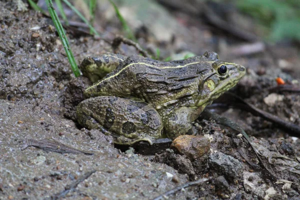 Uno Scatto Selettivo Una Rana Nel Fango Con Sfondo Verde — Foto Stock