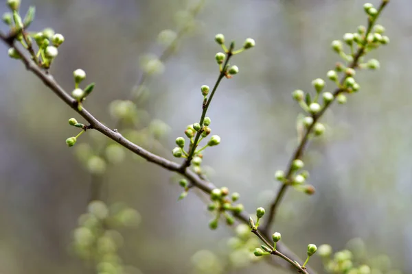 Close Botões Flor Cereja Branca Livre Durante Dia — Fotografia de Stock