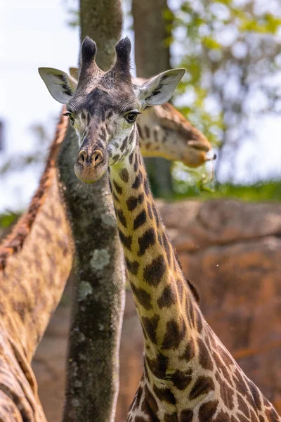 Een Verticaal Shot Van Prachtige Giraffen Het Dierentuin Park — Stockfoto