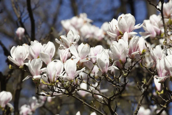 Closeup Shot Pink Magnolia Flowers Blurred Background — Stock Photo, Image