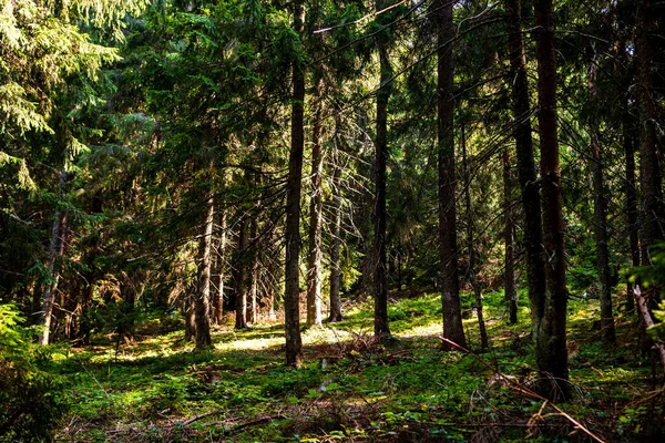 Een Prachtige Scheut Van Het Bos Met Zonlicht Schijnt Door — Stockfoto