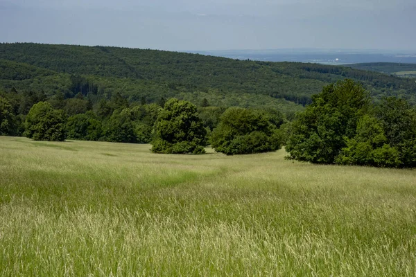 丘の上に木のある田園地帯 — ストック写真