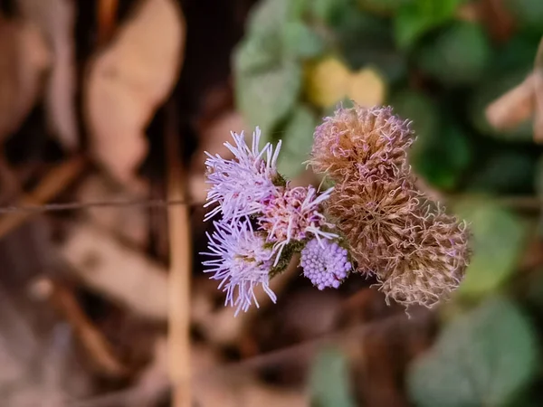 Selektywne Ujęcie Ostrości Kwiatów Ageratum — Zdjęcie stockowe