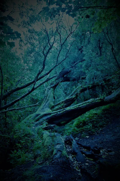 Tiro Vertical Uma Floresta Mística Com Tons Azuis Verdes — Fotografia de Stock