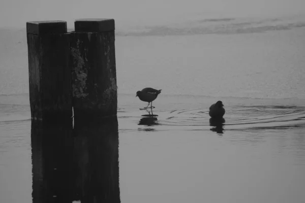 Close Duas Aves Aquáticas Lago Escala Cinza — Fotografia de Stock