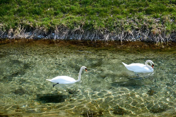 Cisnes Nadando Lago Calmo Durante Dia — Fotografia de Stock