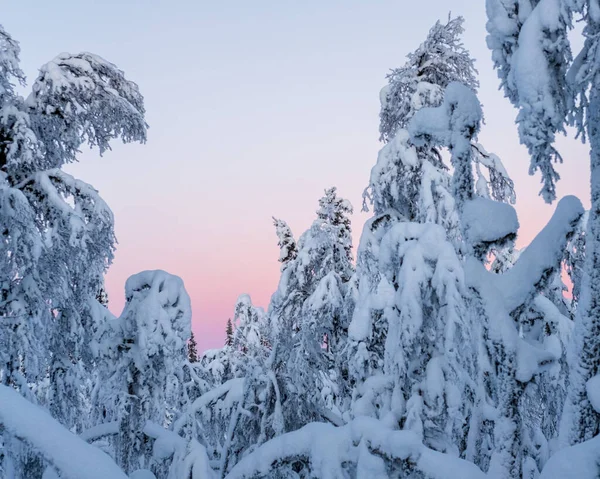 夕焼け空に白い雪で覆われた森の美しい景色 — ストック写真