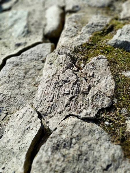 Selective Focus Shot Old Cracked Weathered Ground — Stock Photo, Image