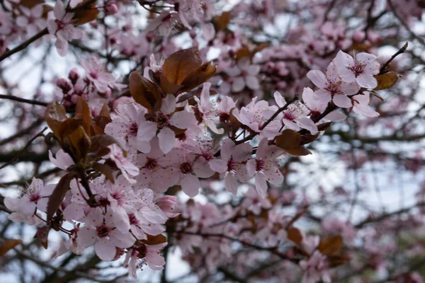 Gros Plan Belles Fleurs Cerisier Pendant Jour — Photo