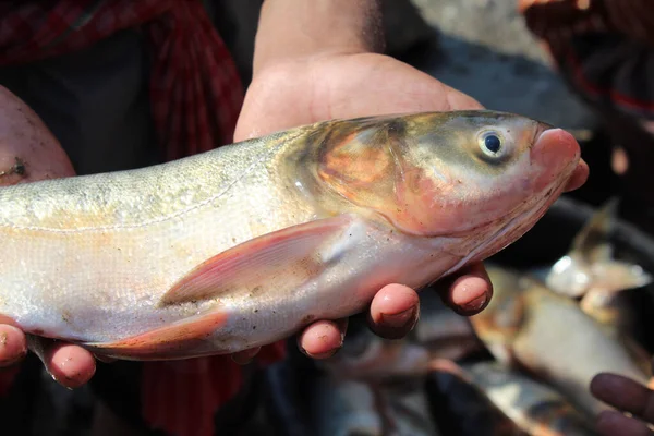 Nahaufnahme Eines Männchens Mit Einem Frisch Gefangenen Fisch — Stockfoto