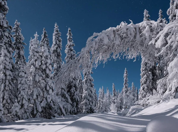 澄んだ空に白い雪に覆われた森の美しい景色 — ストック写真
