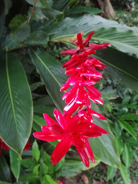 Closeup Beautiful Red Salvia Flowers Garden — Stock Photo, Image