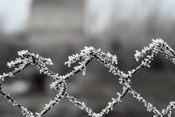 Selective Focus Shot Frost Grid Fence — Stock Photo, Image