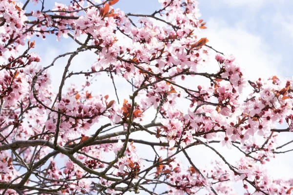 Gros Plan Cerisier Rose Fleurit Extérieur Pendant Lumière Jour — Photo