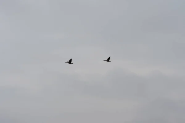 Gloomy Cloudy Sky Two Birds Flying — Stock Photo, Image