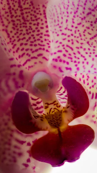Tiro Macro Uma Flor Manchada Rosa Orchid Para Fundos Texturas — Fotografia de Stock