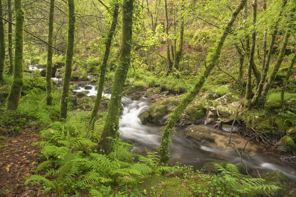 Träden Täckta Med Mossa Vid Floden Valga Galicien Spanien — Stockfoto