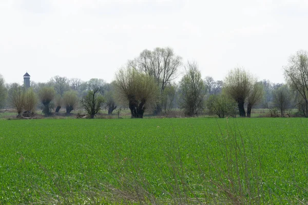 Een Groot Helder Groen Veld Bij Daglicht — Stockfoto