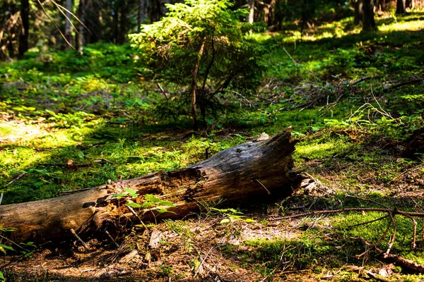 Ormandaki Yeşil Çimlerin Üzerinde Devrilmiş Bir Ağacın Yakın Çekimi — Stok fotoğraf