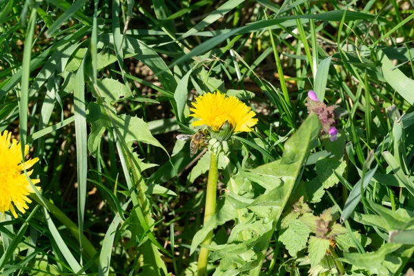 Ein Selektiver Schwerpunkt Von Distelblumen Die Auf Einem Feld Blühen — Stockfoto