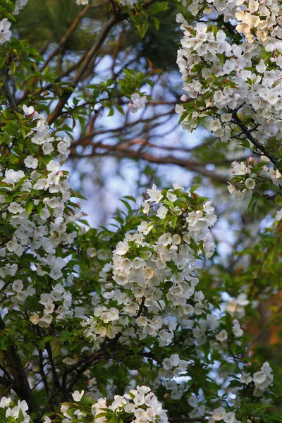 Foco Seletivo Flores Galhos Árvore — Fotografia de Stock