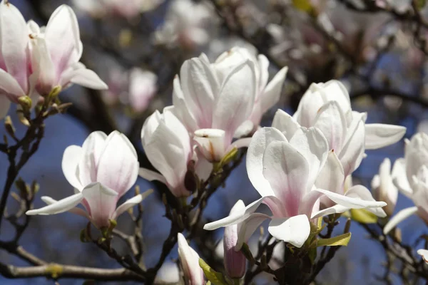 Zbliżenie Ujęcie Różowych Magnolii Kwiaty Rozmytym Tle — Zdjęcie stockowe