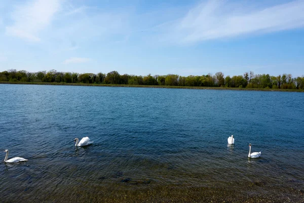 Los Cisnes Nadan Lago Tranquilo Durante Día — Foto de Stock